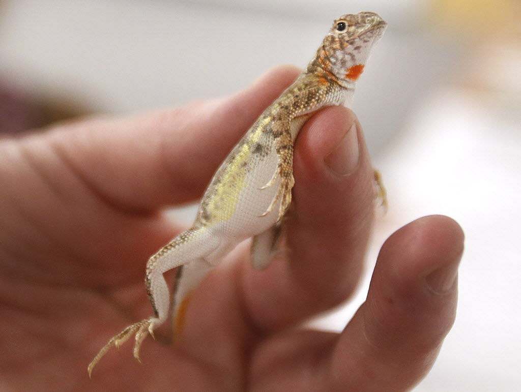 Lizard